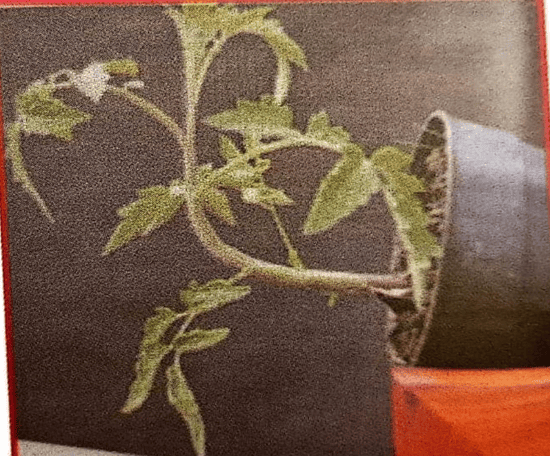 Potted Plant